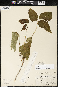 Toxicodendron rydbergii image