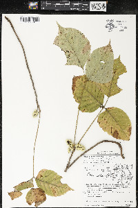 Toxicodendron rydbergii image