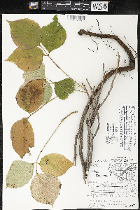 Toxicodendron rydbergii image