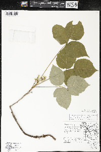 Toxicodendron rydbergii image