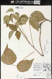 Toxicodendron rydbergii image