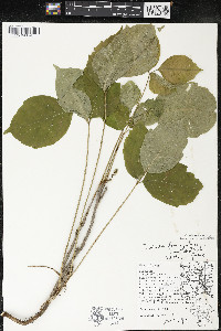 Toxicodendron rydbergii image