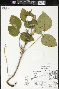 Toxicodendron rydbergii image