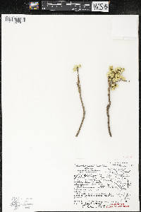 Toxicodendron rydbergii image