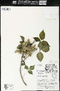 Toxicodendron rydbergii image