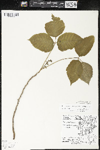 Toxicodendron rydbergii image