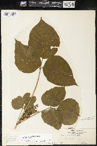 Toxicodendron rydbergii image