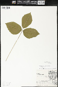 Toxicodendron rydbergii image