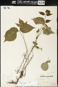 Toxicodendron rydbergii image