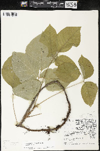 Toxicodendron rydbergii image