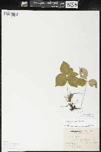 Toxicodendron rydbergii image