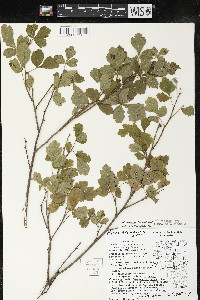 Rhus aromatica var. serotina image