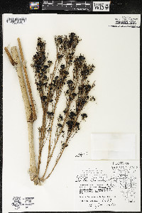 Aralia elata image