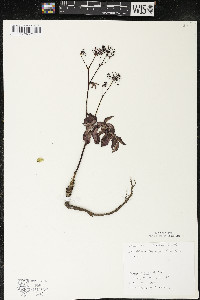 Aralia hispida image