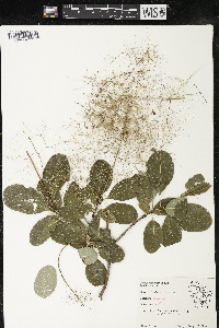 Cotinus coggygria image