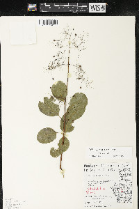 Cotinus coggygria image