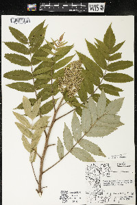 Rhus typhina image