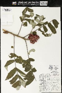 Rhus typhina image