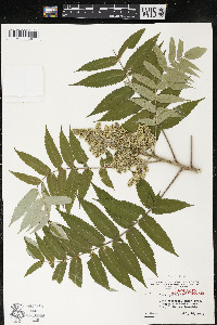 Rhus typhina image