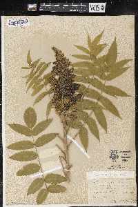Rhus typhina image