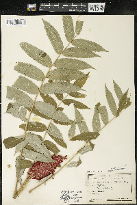 Rhus typhina image