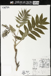 Rhus typhina image