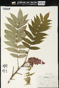 Rhus typhina image