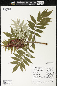 Rhus typhina image