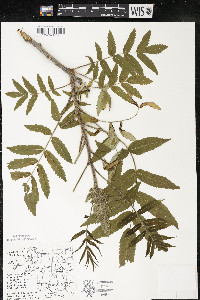 Rhus typhina image