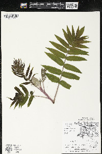 Rhus typhina image