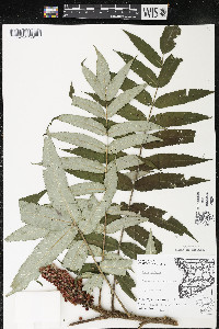 Rhus typhina image