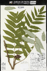 Rhus typhina image