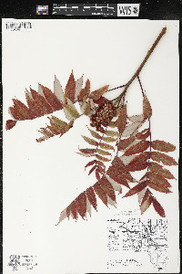 Rhus typhina image