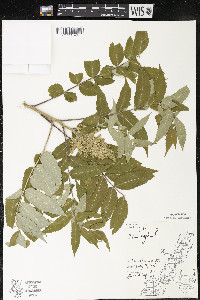 Rhus typhina image