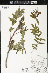 Rhus typhina image