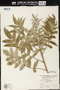 Rhus typhina image