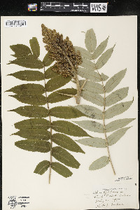 Rhus typhina image