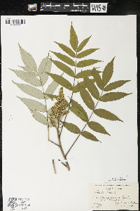 Rhus typhina image