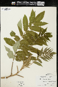 Rhus typhina image