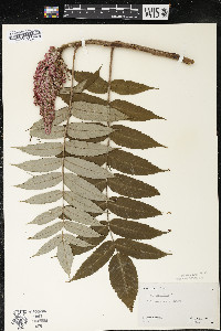 Rhus typhina image