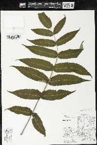 Rhus typhina image