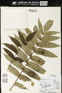 Rhus typhina image