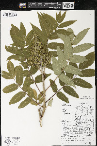 Rhus typhina image