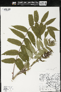 Rhus typhina image