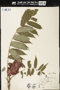 Rhus typhina image