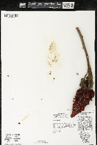 Rhus typhina image