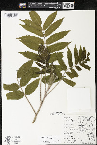 Rhus typhina image