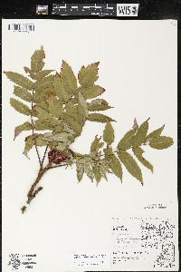 Rhus typhina image