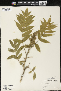 Rhus typhina image