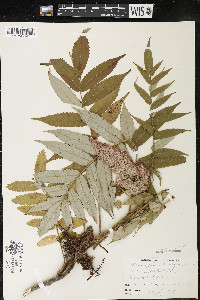 Rhus typhina image